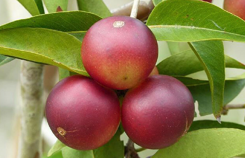 CAMU CAMU