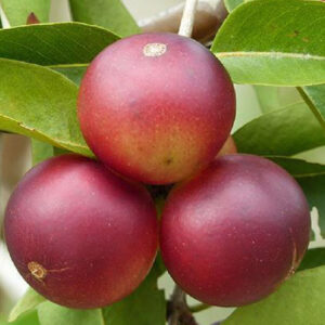 CAMU CAMU